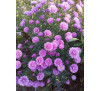  Айстра осіння Генрі Пінк  ( Aster tongolensis Henry I Pink)